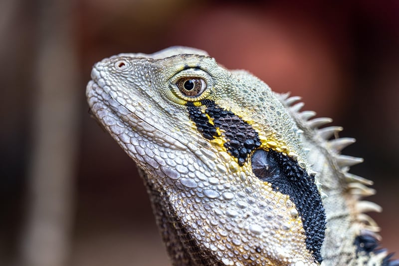 Dragon in the garden